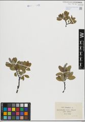 Foto von Salix hastata L.